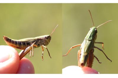 Pseudochorthippus parallelus parallelus