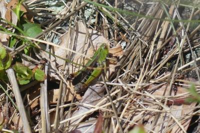 Omocestus viridulus viridulus