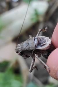 <i>Pholidoptera griseoaptera</i>