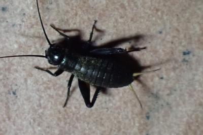 <i>Gryllus campestris</i>