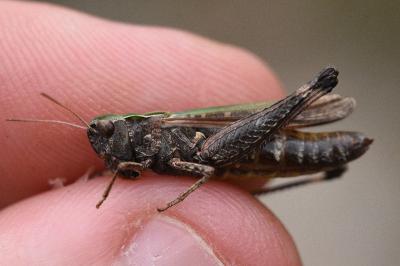 <i>Omocestus rufipes</i>