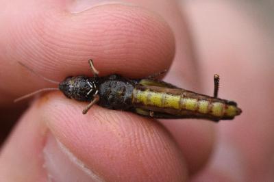 <i>Omocestus rufipes</i>