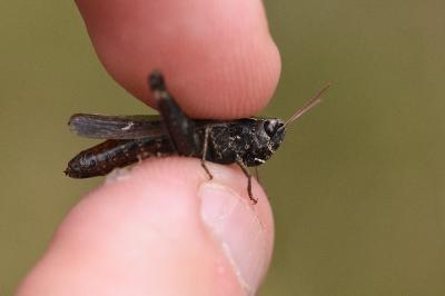 <i>Omocestus rufipes</i>
