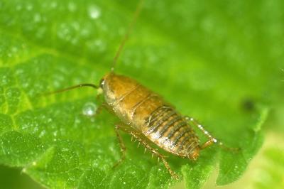 <i>Ectobius vittiventris</i>