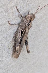 <i>Chorthippus</i>