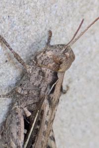 <i>Chorthippus</i>