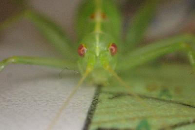 <i>Meconema meridionale</i>