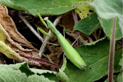 <i>Mantis religiosa</i>