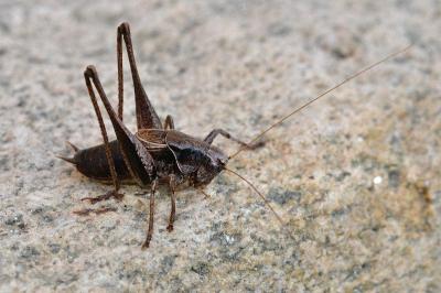 <i>Pholidoptera griseoaptera</i>
