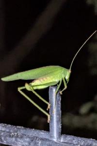 <i>Phaneroptera nana</i>
