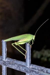 <i>Phaneroptera nana</i>