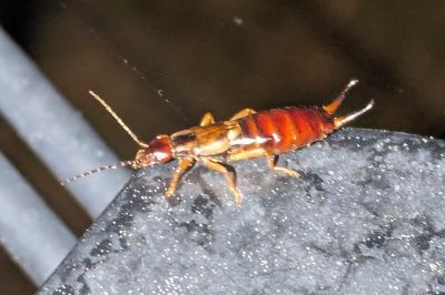 <i>Forficula auricularia</i>
