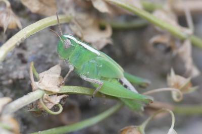 <i>Aiolopus thalassinus thalassinus</i>