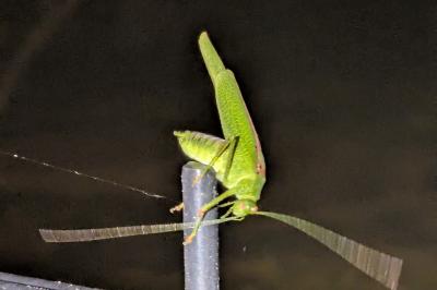 <i>Phaneroptera nana</i>