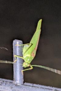 <i>Phaneroptera nana</i>