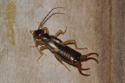 <i>Forficula auricularia</i>