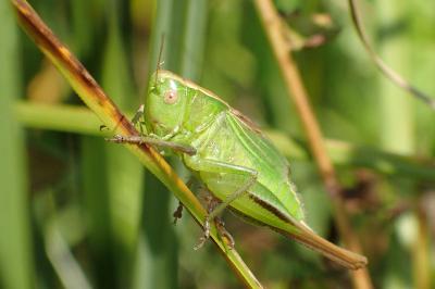 <i>Bicolorana bicolor</i>