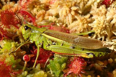 <i>Stethophyma grossum</i>