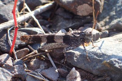 <i>Oedipoda caerulescens caerulescens</i>