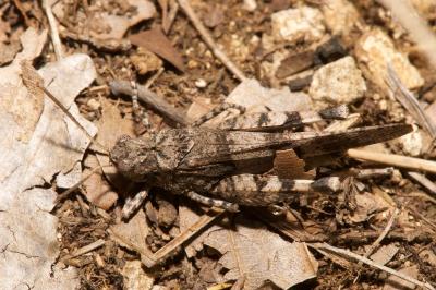 <i>Oedipoda caerulescens caerulescens</i>