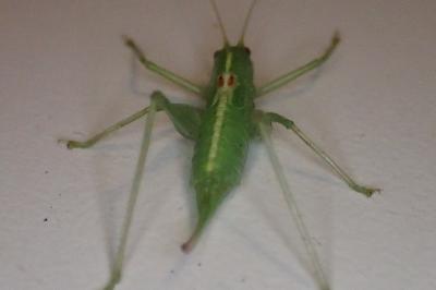 <i>Meconema meridionale</i>