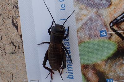 <i>Gryllus campestris</i>