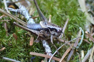 <i>Pholidoptera griseoaptera</i>