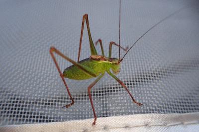 <i>Leptophyes punctatissima</i>