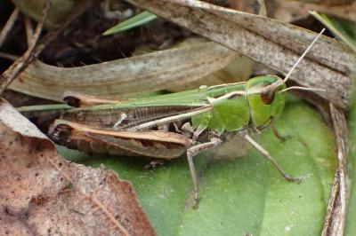 <i>Stenobothrus lineatus lineatus</i>