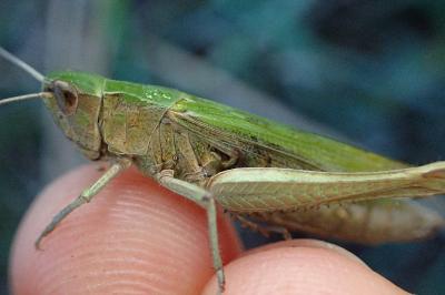<i>Chorthippus dorsatus dorsatus</i>