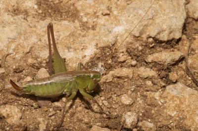 <i>Bicolorana bicolor</i>