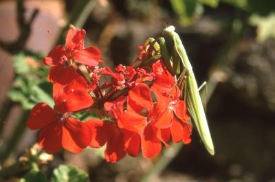 <i>Mantis religiosa</i>