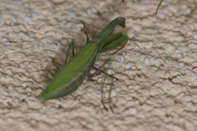 <i>Mantis religiosa</i>