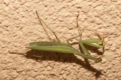 <i>Mantis religiosa</i>