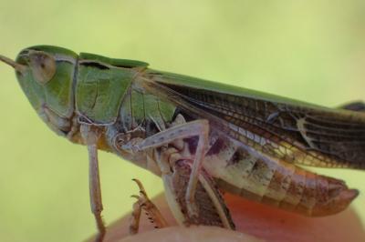 Stenobothrus lineatus lineatus