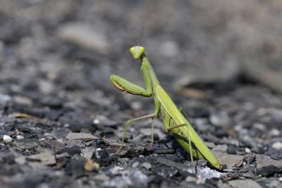 <i>Mantis religiosa</i>