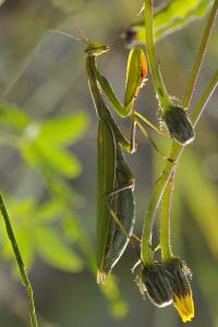 <i>Mantis religiosa</i>