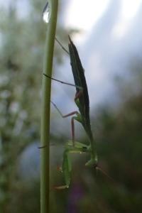 <i>Mantis religiosa</i>