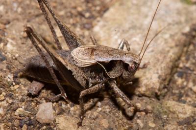 <i>Pholidoptera griseoaptera</i>