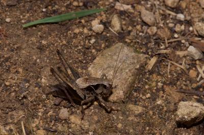 <i>Pholidoptera griseoaptera</i>