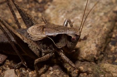 <i>Pholidoptera griseoaptera</i>