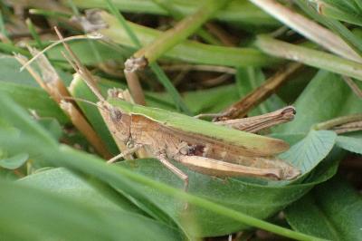 <i>Chorthippus dorsatus dorsatus</i>