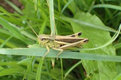 <i>Stethophyma grossum</i>