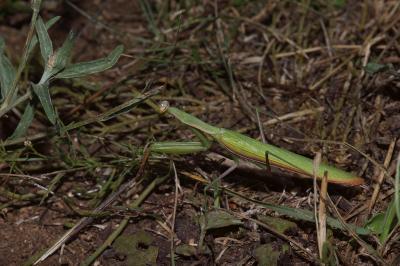 <i>Mantis religiosa</i>