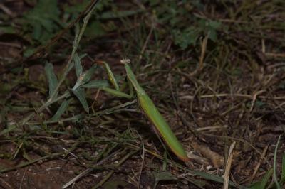 <i>Mantis religiosa</i>