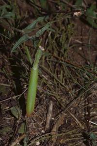<i>Mantis religiosa</i>