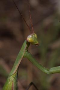 <i>Mantis religiosa</i>