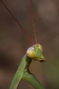 <i>Mantis religiosa</i>