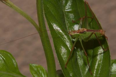<i>Leptophyes punctatissima</i>