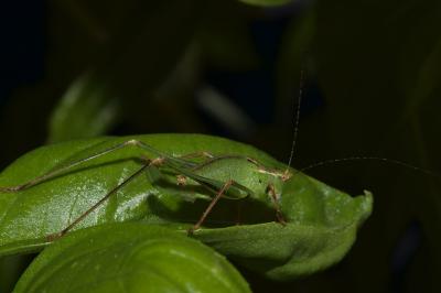 <i>Leptophyes punctatissima</i>